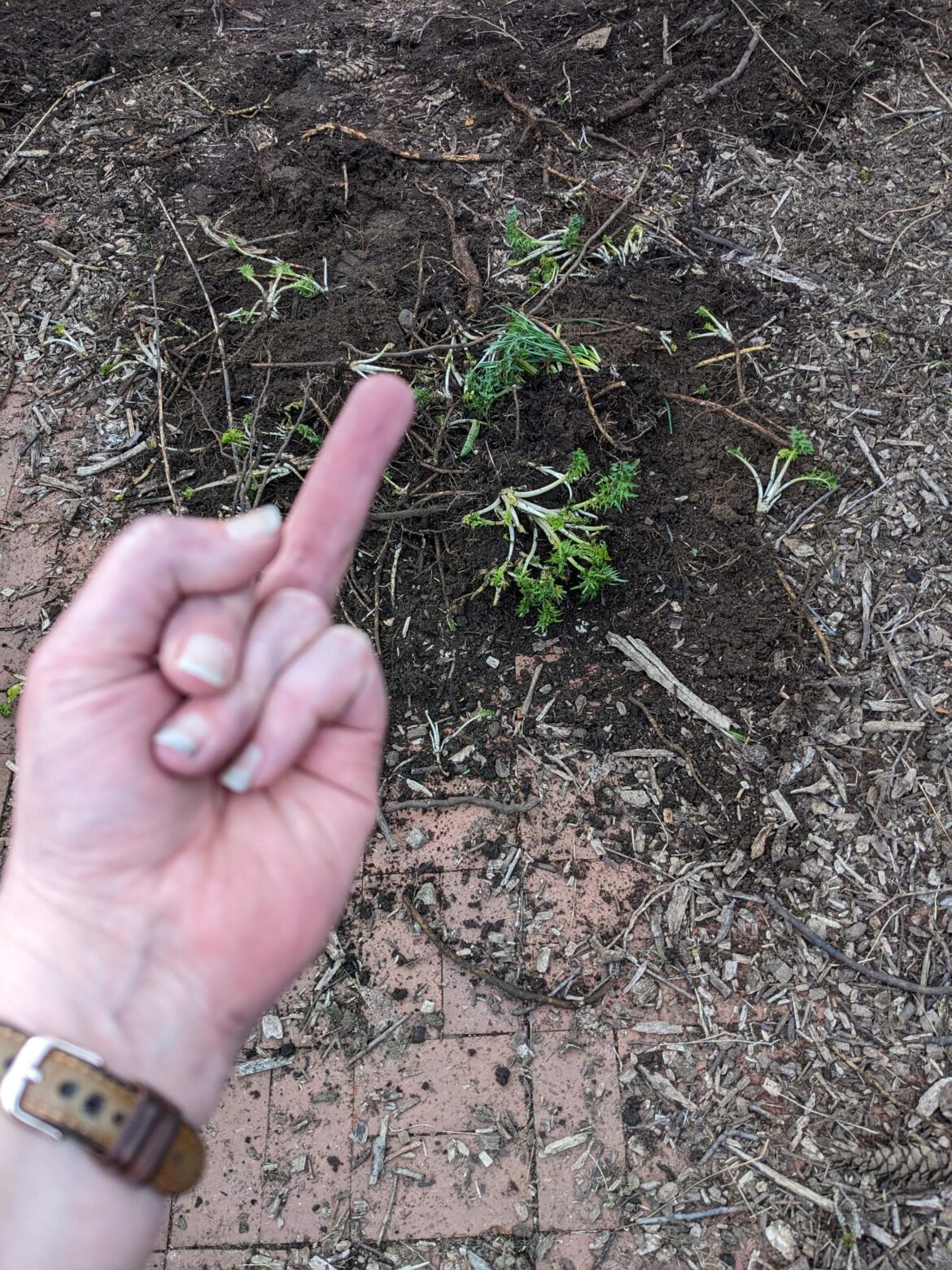 Bears Breeches and Italian Arum year three.