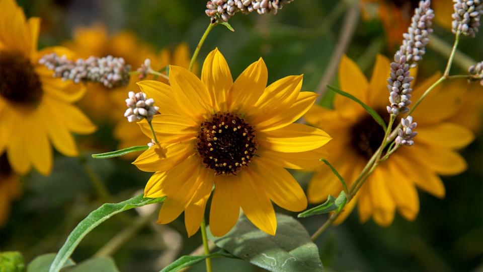 SunflowersCLIFFORD OTO&sol;THE STOCKTON RECORD &sol; USA TODAY NETWORK &sol; Imagn&period;com