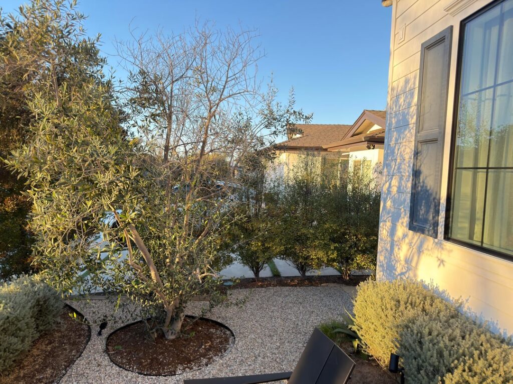 Olive Tree Losing Leaves On One Side