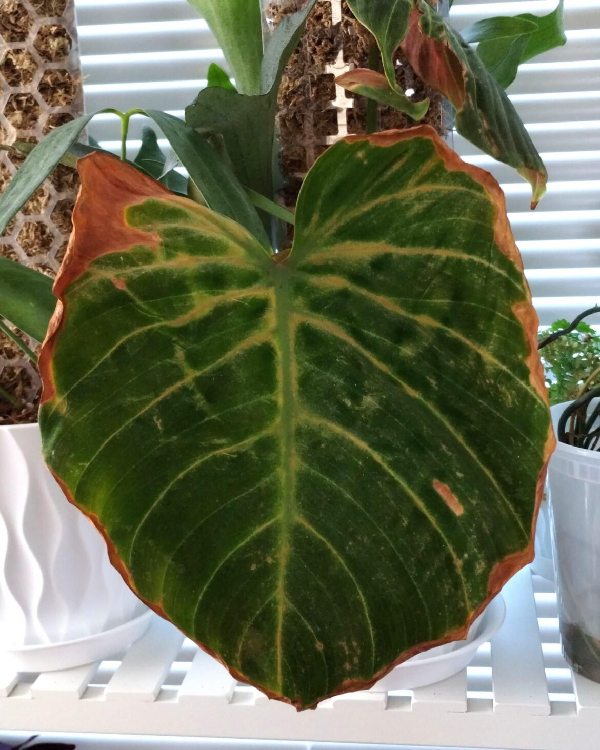 Nitrate toxicity and copper deficiency symptoms on El Choco Red
