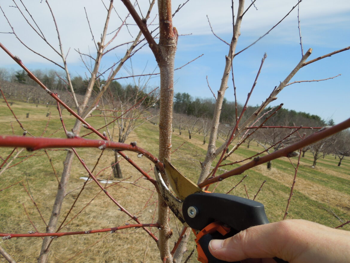 Now is the time to prune your fruit trees