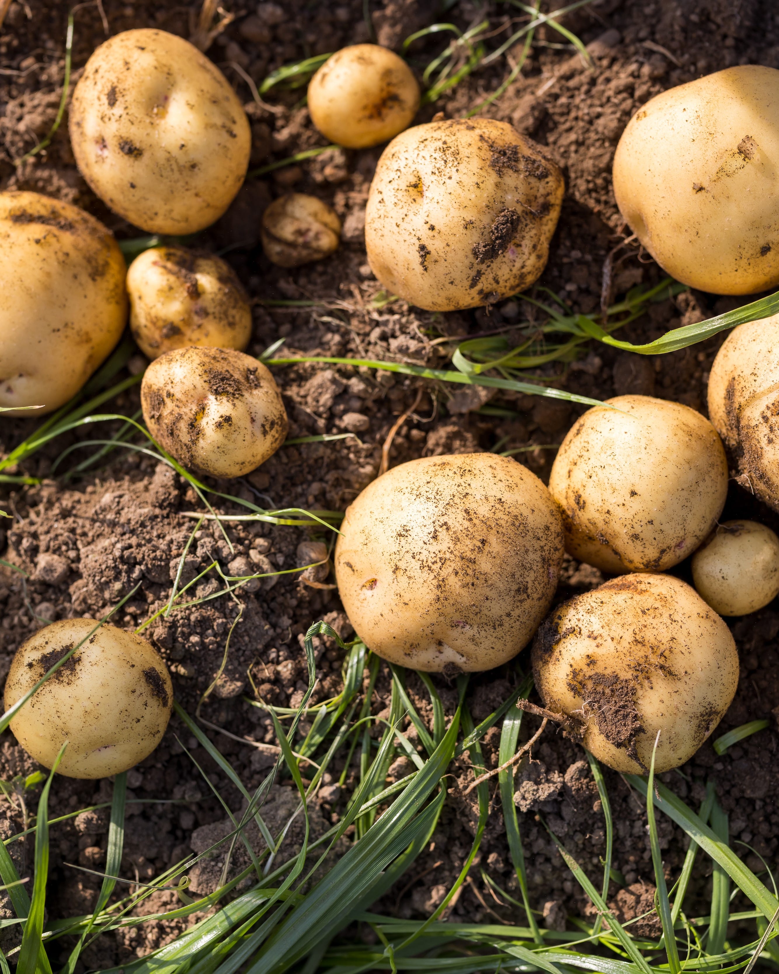 potatoes carefully dug up by hand in an organic field for harvest.