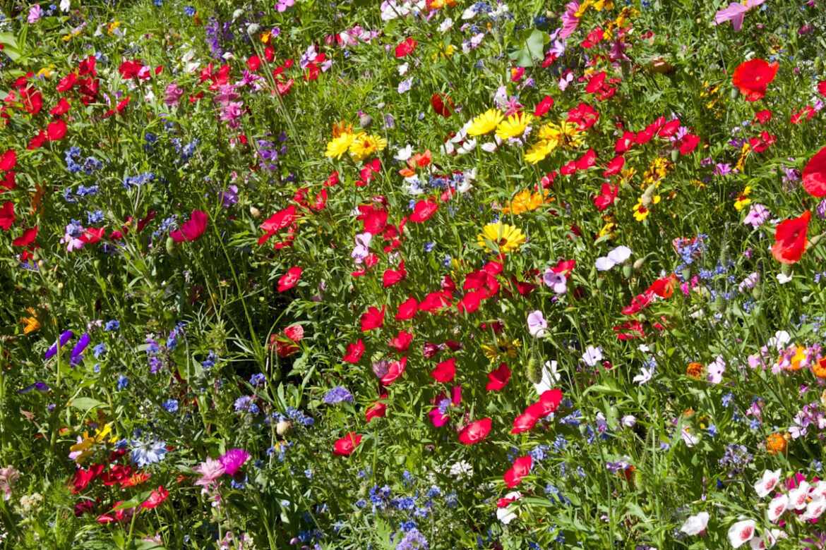 The best time to sow wildflowers this spring The best time to sow wildflowers this spring