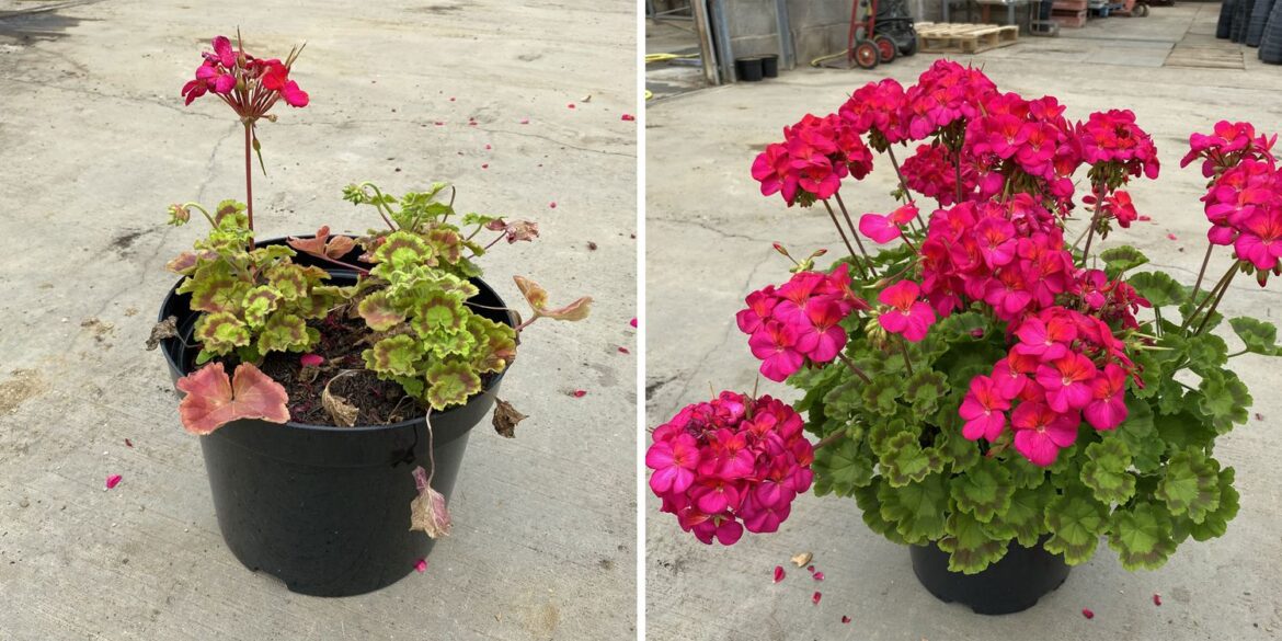 Peat-free compost for patio pots: which one works best?