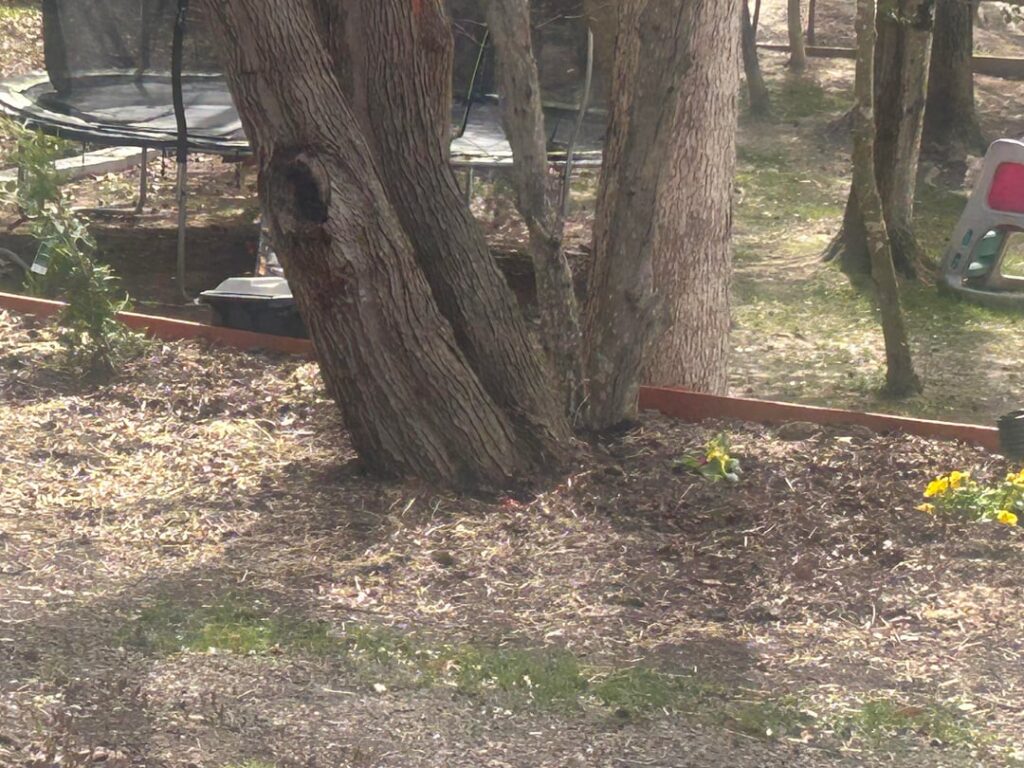 Neighbors tree