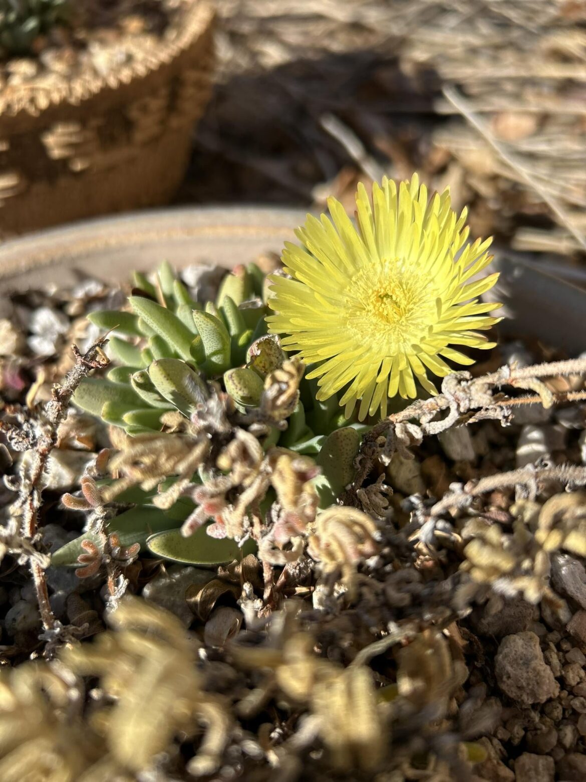 Cheiridopsis namaquensis enjoyed its first outdoor winter in New Mexico, USA including several light snowfalls and freezing to about -9C. The flowers open widest around 4-5 pm.