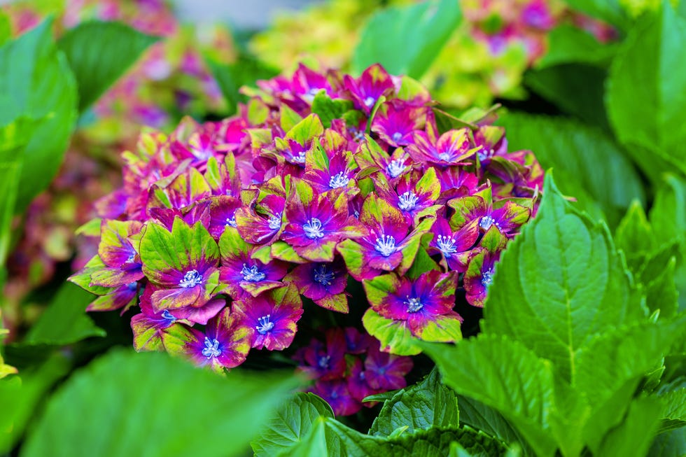 Vibrant cluster of hydrangea flowers surrounded by green leaves. Vibrant cluster of hydrangea flowers surrounded by green leaves.