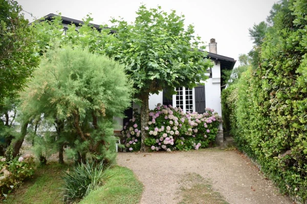 6 trees that should not be planted in the yard: gardeners reveal the reasons 6 trees that should not be planted in the yard: gardeners reveal the reasons