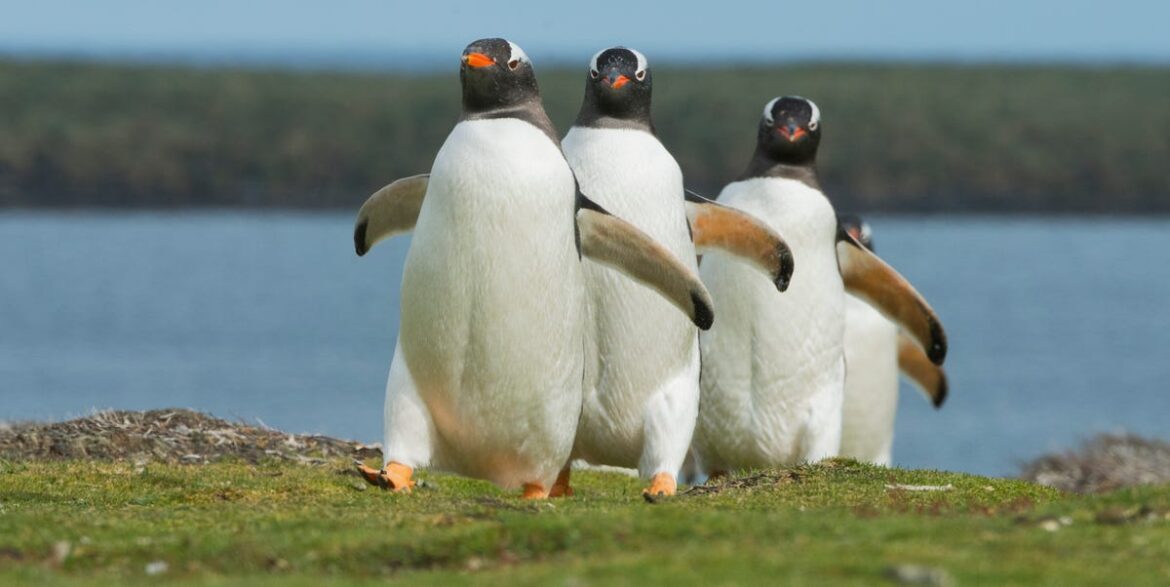 Want Lusher Grass? 'Walk Like A Penguin' On Your Lawn This March
