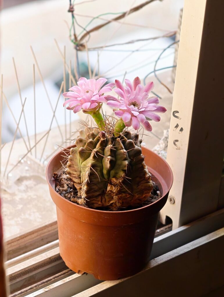 Here's a happy Gynocalycium Damsii 🌵