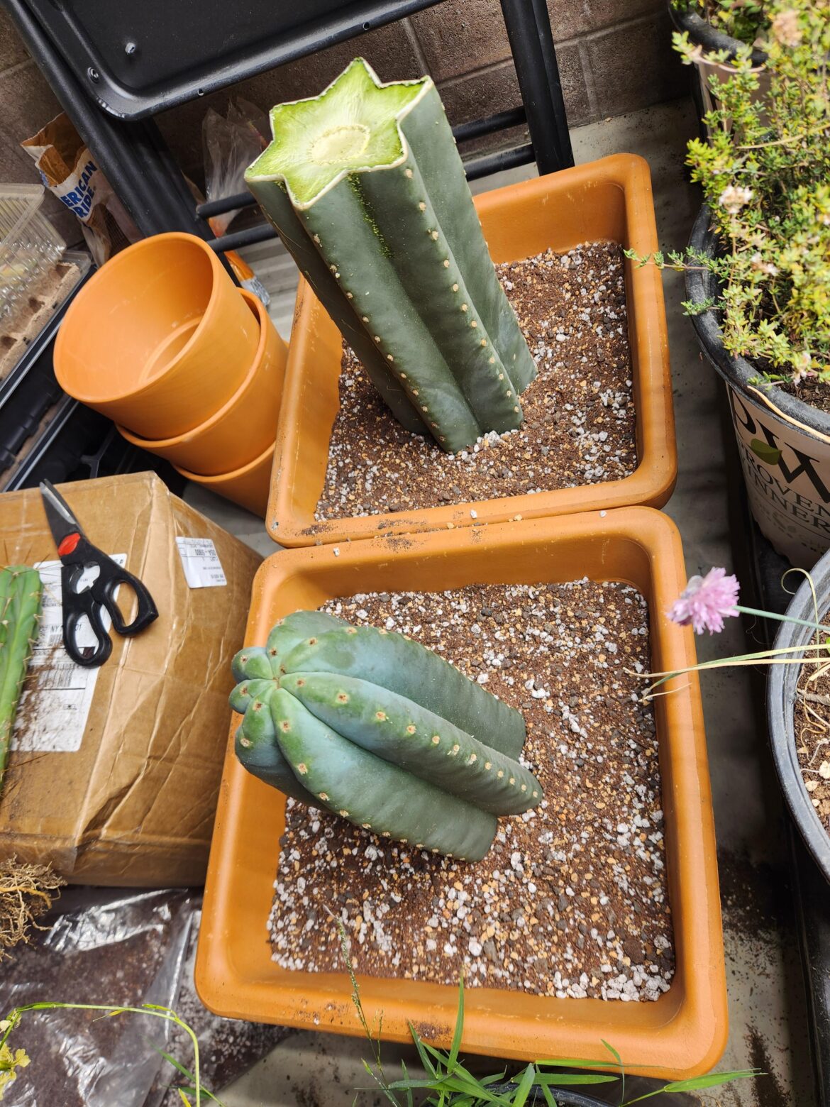 Fattest 🌵 in the land!!