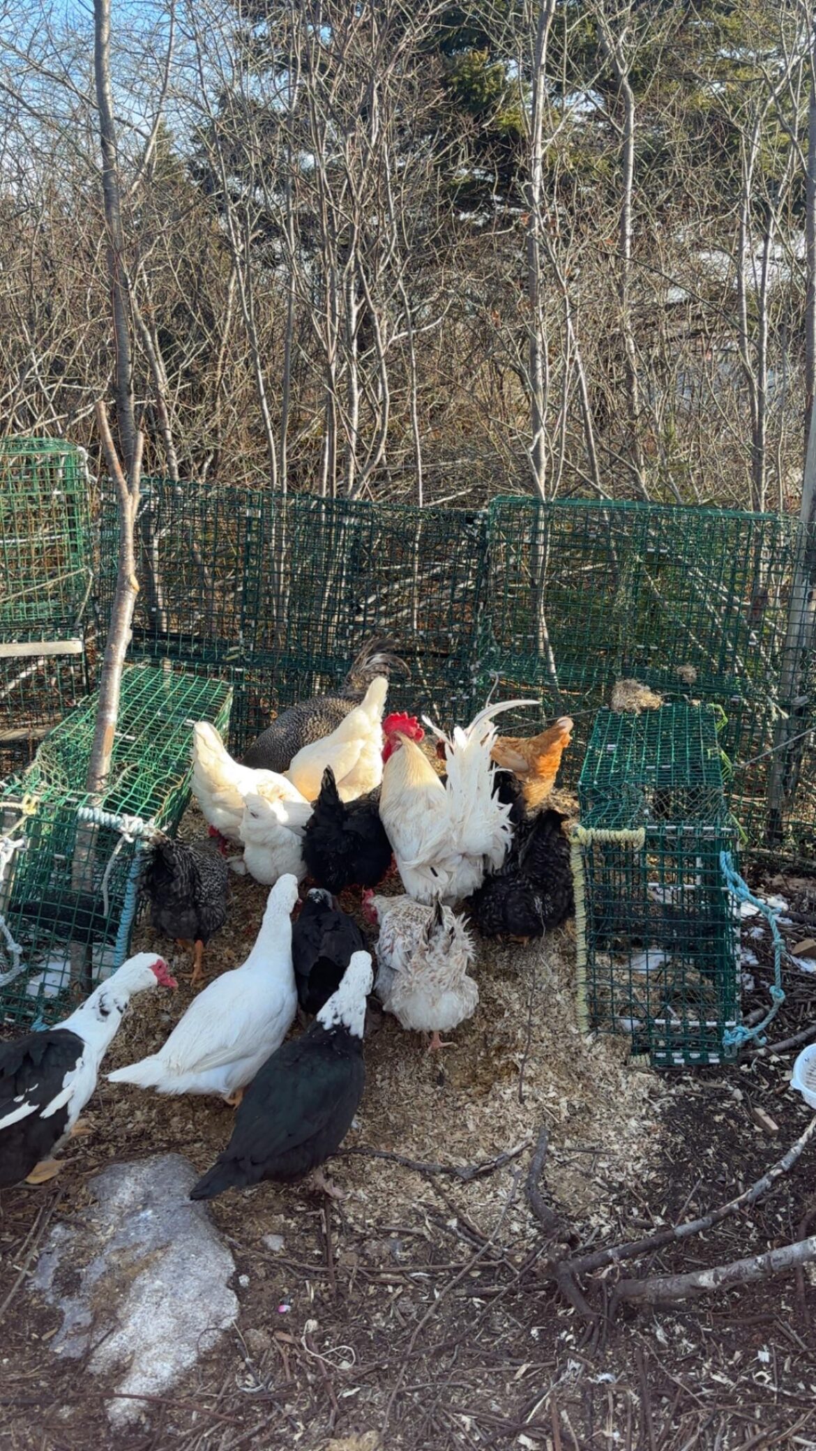 Not sure how good it’ll work, but atleast the chickens like the compost pile in their run
