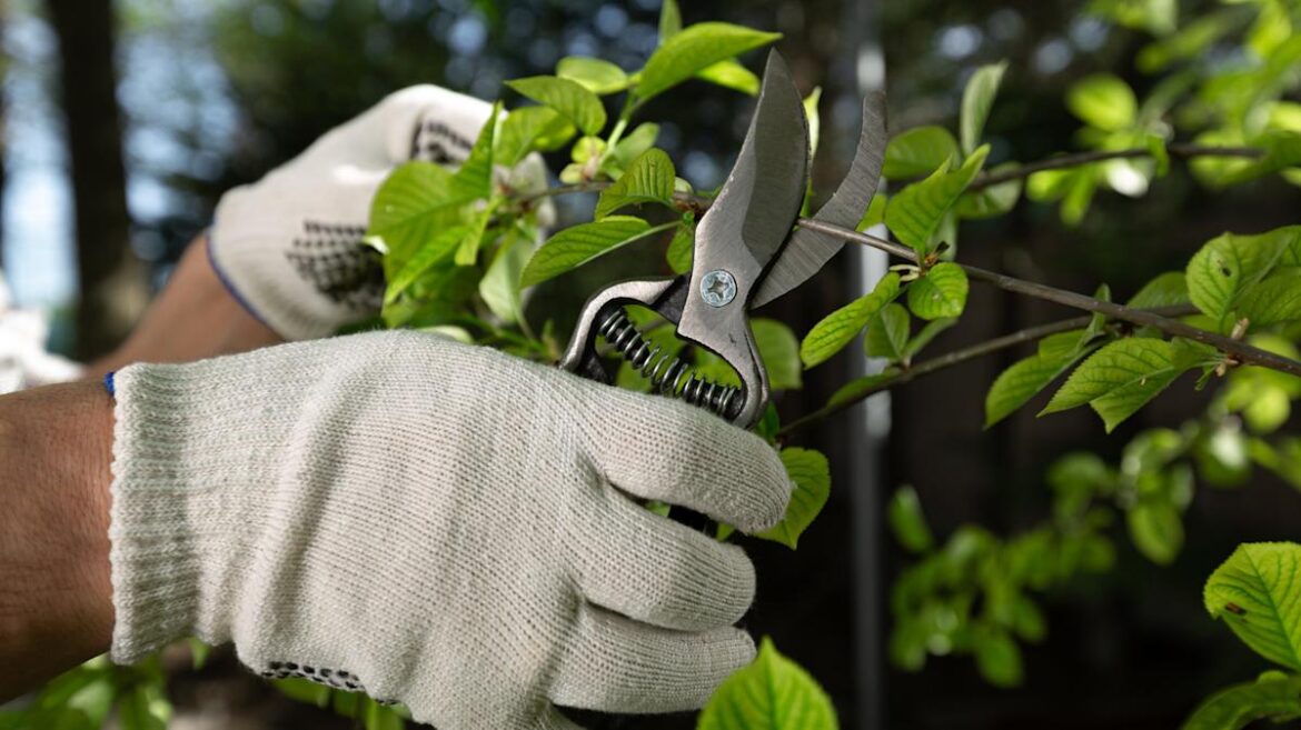 Give These Perennials A Hard Prune In March For Bountiful Blooms In Summer