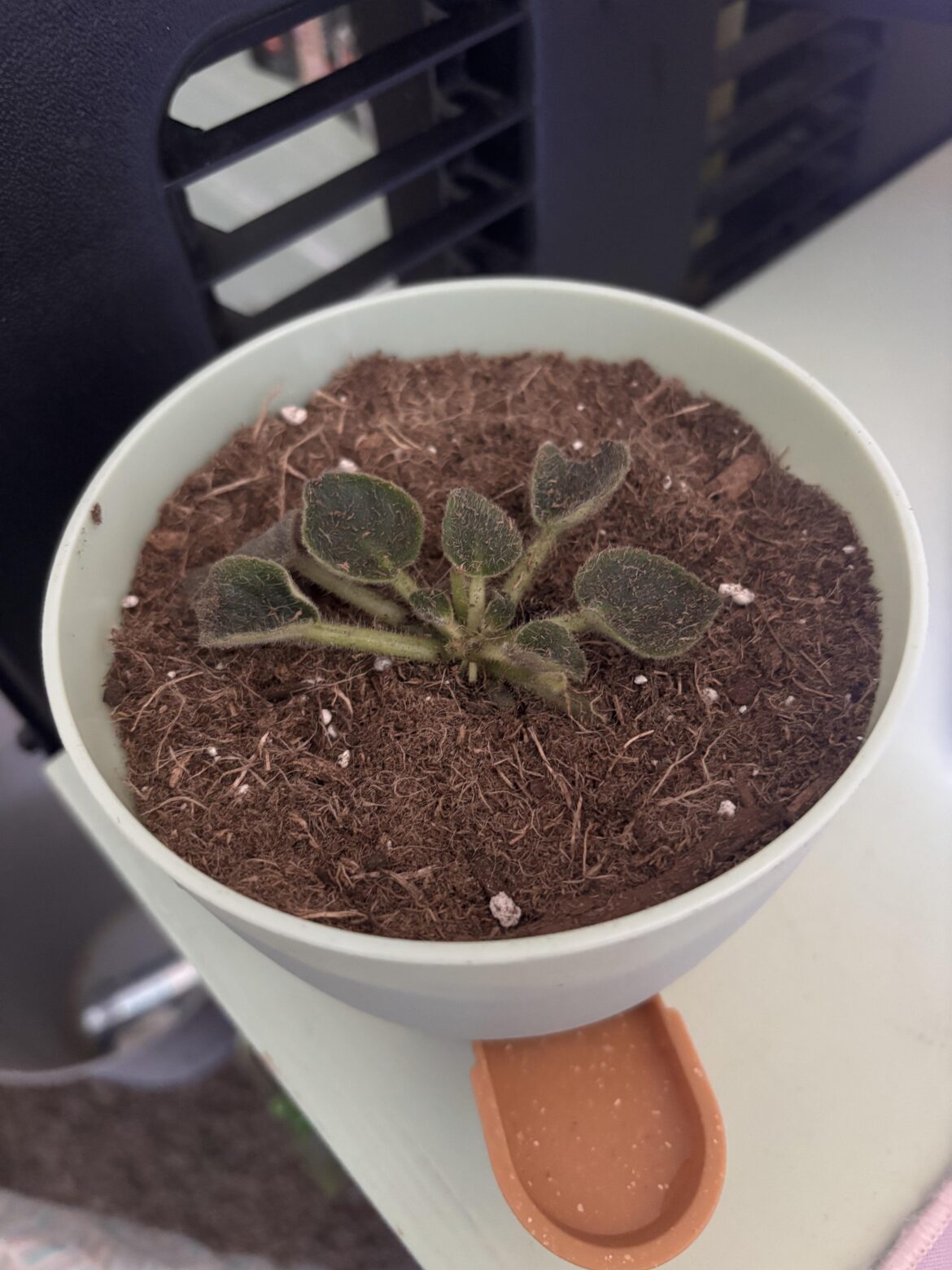 Help me not kill my first indoor plant