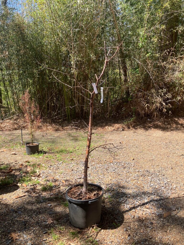 Plant nursery offering to sell me this paperbark maple for $100