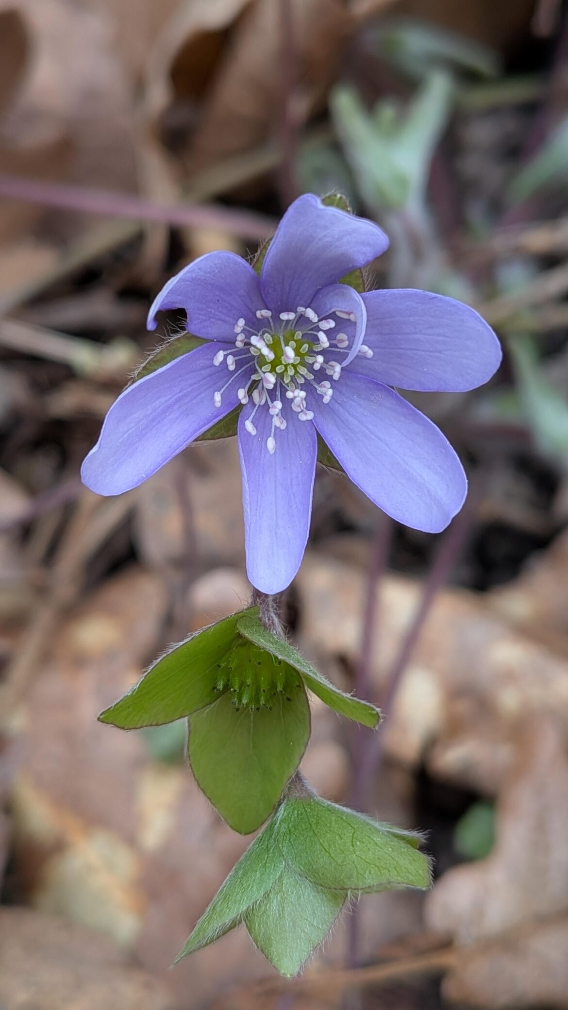 Hepatica nobilis - Fegatella