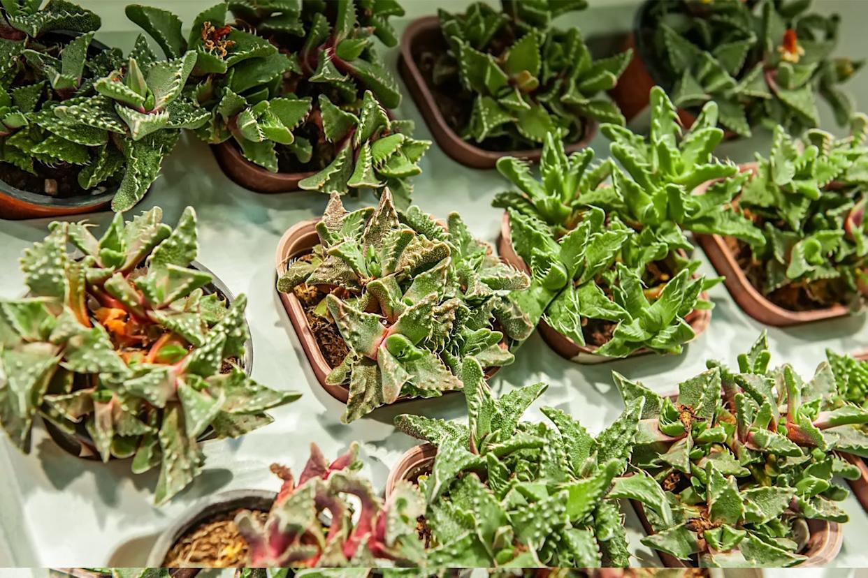 Photo credit: Oxana Medvedeva - Getty Images