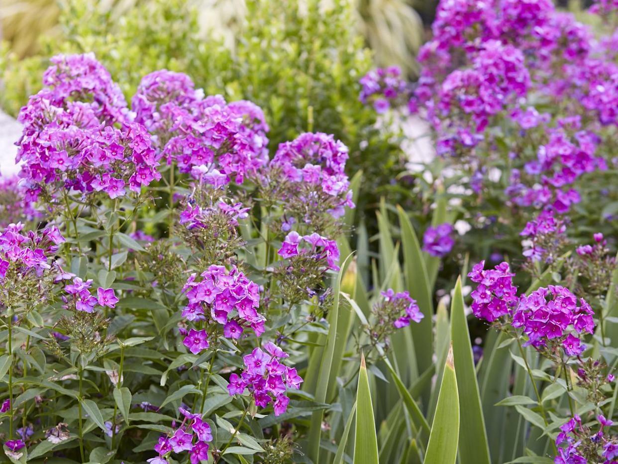 Credit: Blaine Moats