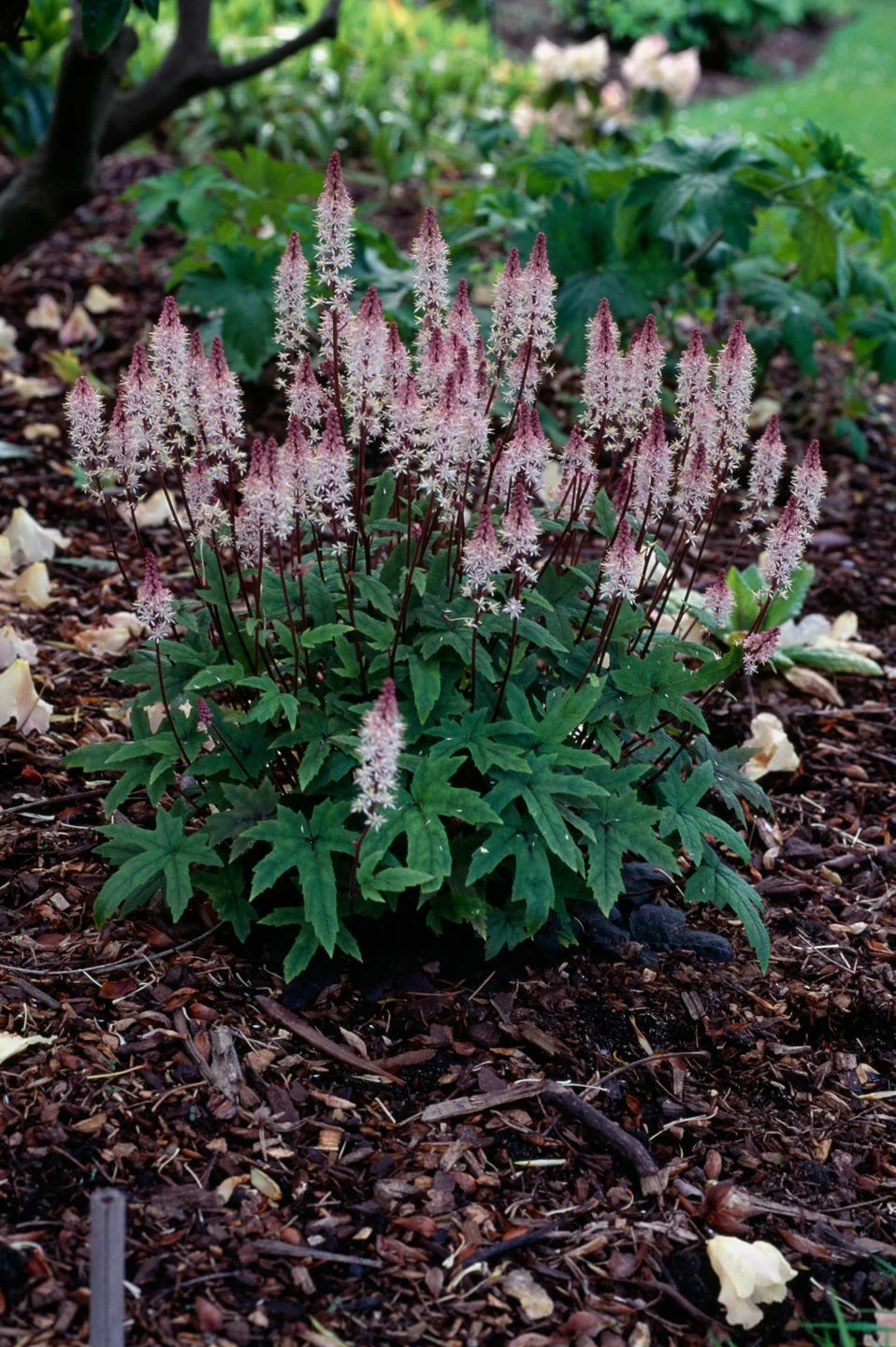 heartleaf foamflower (tiarella cordifolia)...