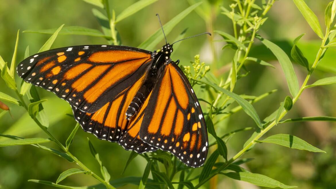 One Of 2026’s Hottest Garden Trends Brings More Butterflies & Pollinators To Your Yard One Of 2026's Hottest Garden Trends Brings More Butterflies & Pollinators To Your Yard