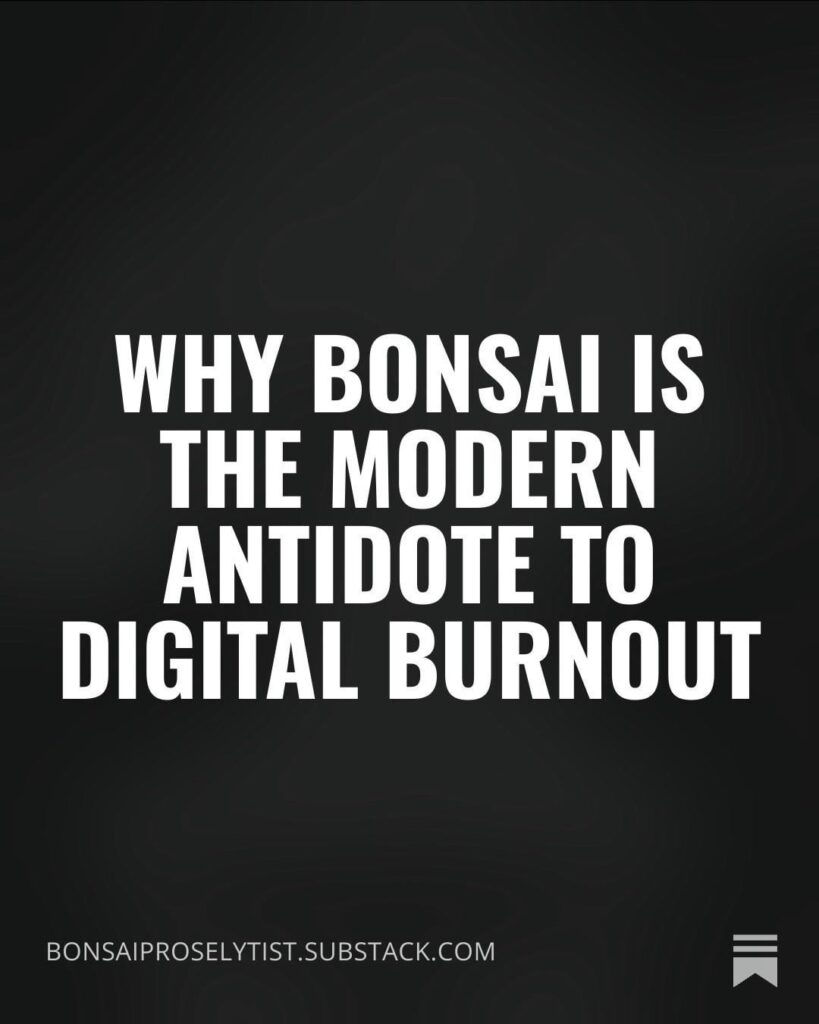Why bonsai is the modern antidote to digital burnout Why bonsai is the modern antidote to digital burnout