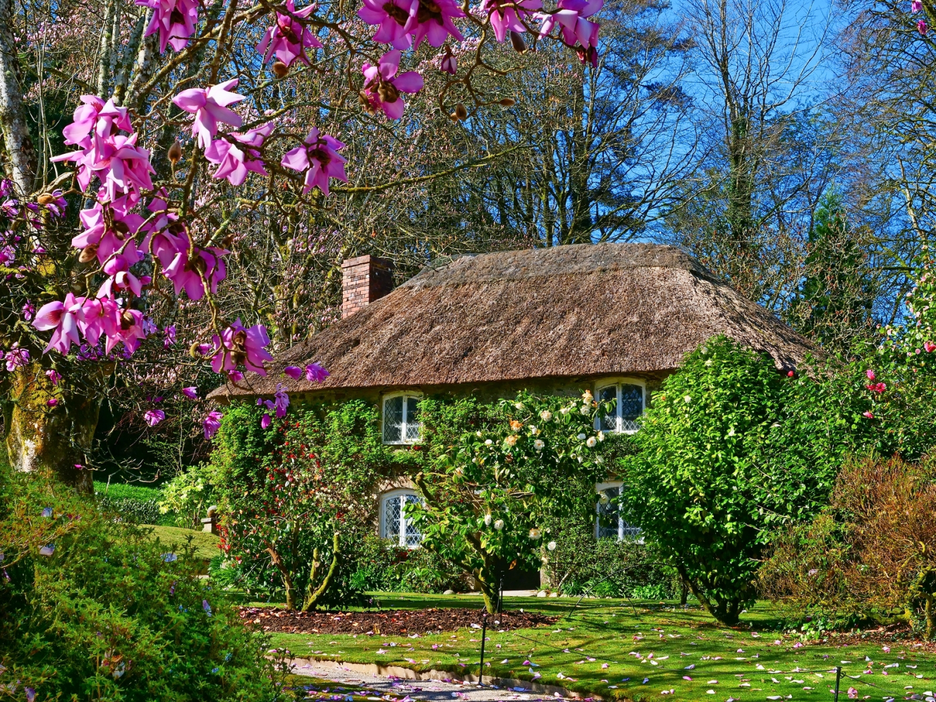 Thatched cottage at Lanhydrock, Cornwall, surrounded by magnolia and other plants.