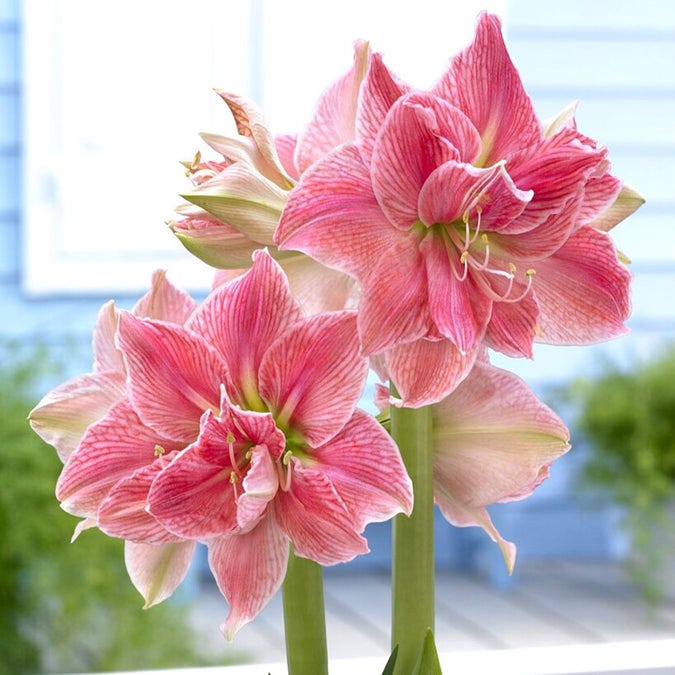 Sweet Nymph Amaryllis Bulbs