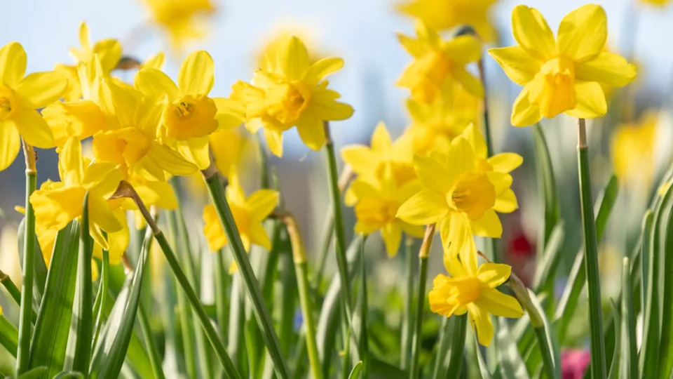 Weesen, Switzerland, March 22, 2024 Lovely daffodil flowers in a little park at the coast of the lake Walensee in spring time