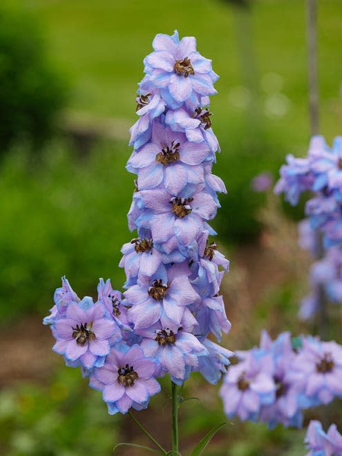 How to Grow and Care for Delphiniums