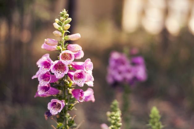 Diarmuid Gavin: Get planting perennials now for months of colour ahead Diarmuid Gavin: Get planting perennials now for months of colour ahead