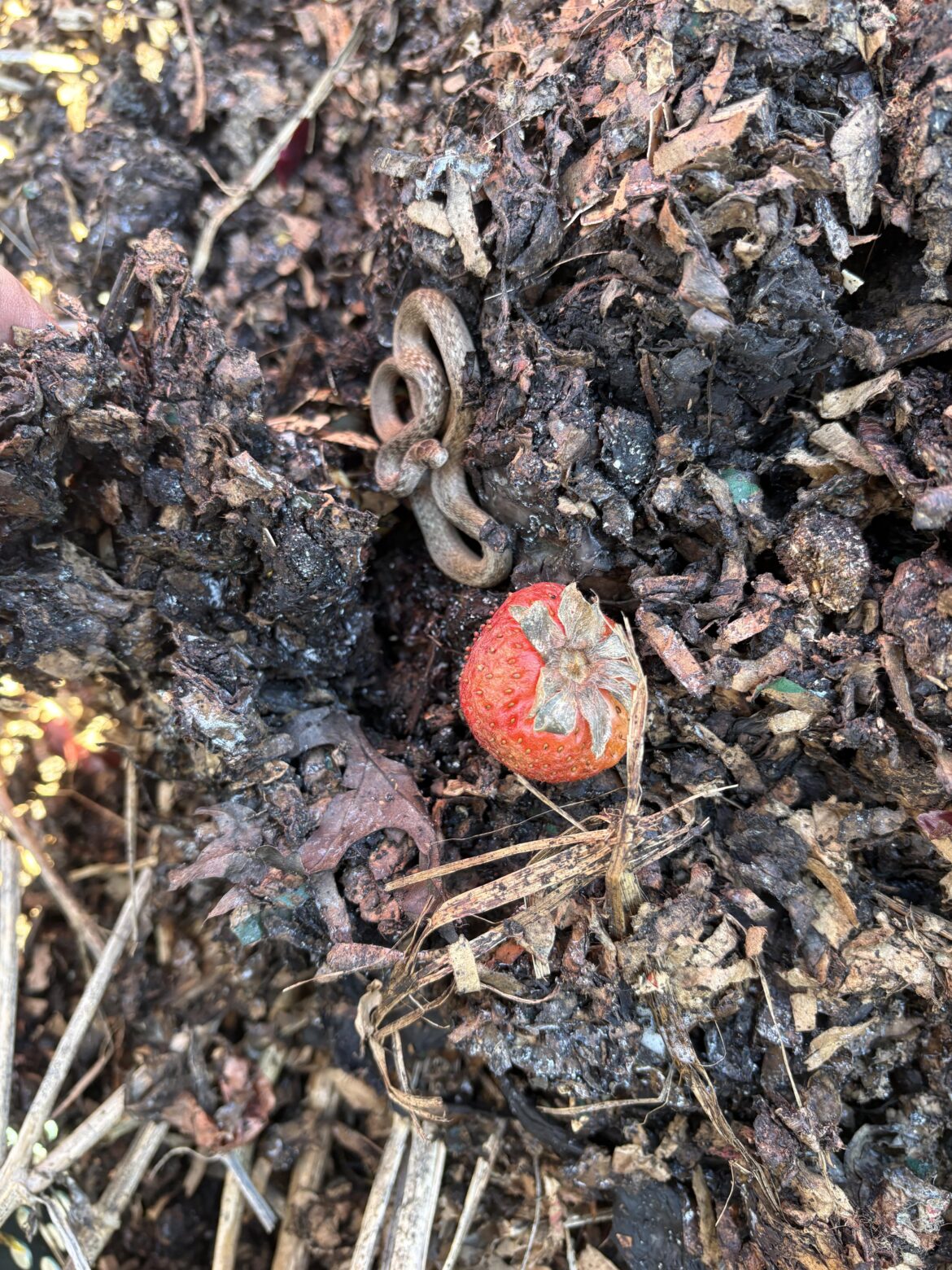 Guess im not turning my pile anymore