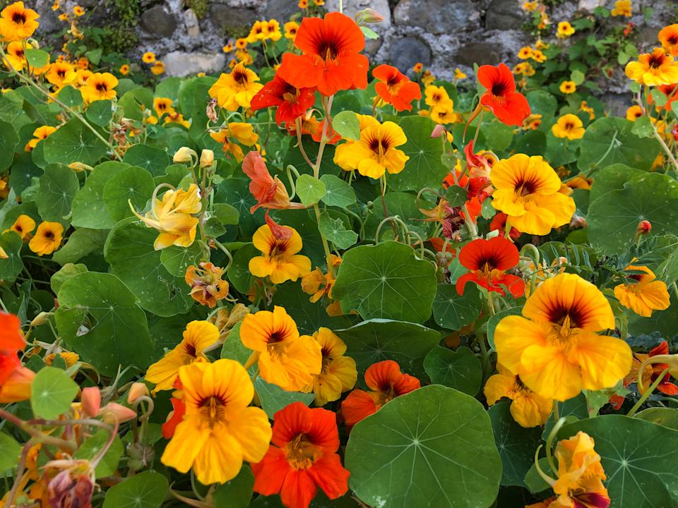 Close-up view of a bunch of yellow and orange blooming nasturtium flowers