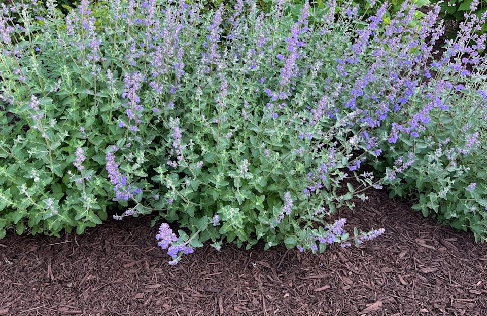 Catmint in bloom