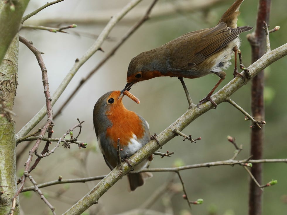 robins start pairing up from as early as january during a mild winter, and often find a mate by march. a male robin is expected to feed his mate during courtship, bringing her insects and seeds whenever she calls (which can be as many as fifty times each day.