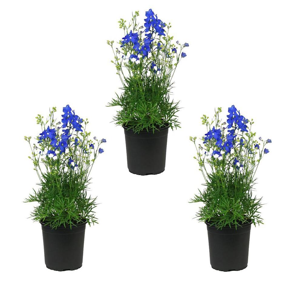 How to Grow and Care for Delphiniums