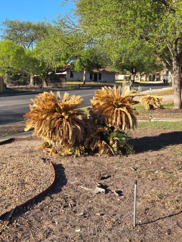 Sago Palms