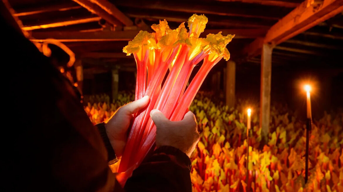 Why Gardeners Grow Rhubarb in the Dark