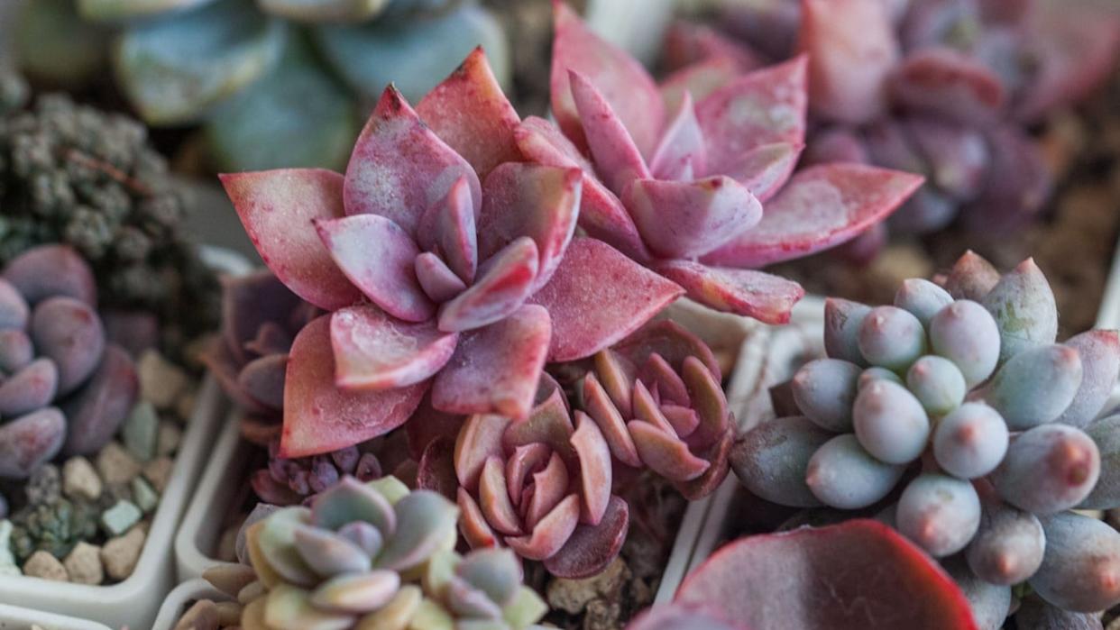 Houseplant succulent flower rosette background. Bright pink Echeveria, pachyphytum and sedum succulent cacti