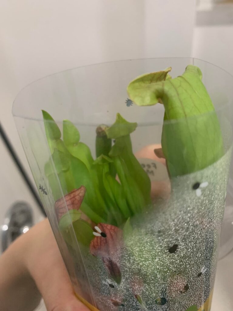 How do I tell if my Sarcennia is in dormancy? + tell me my Venus fly trap is doing okay