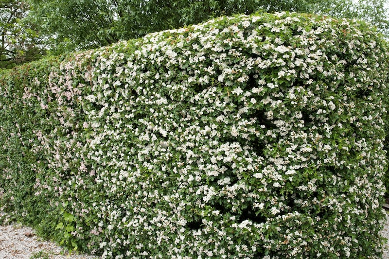 Native hedges such as hawthorn provide food and shelter for caterpillars