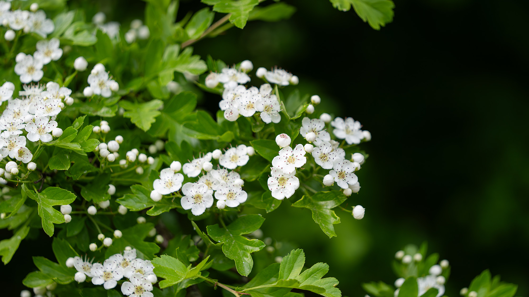 Hawthorn