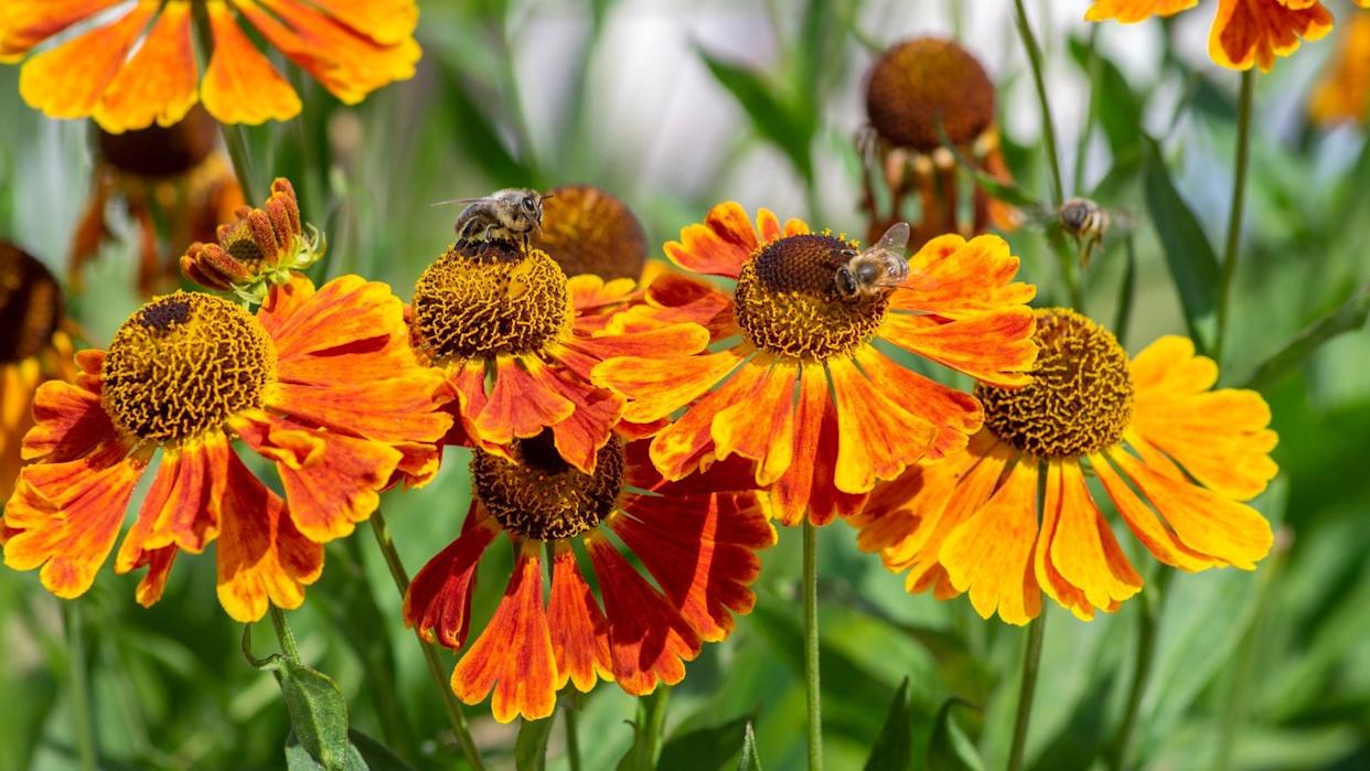 orange helenium flowers.