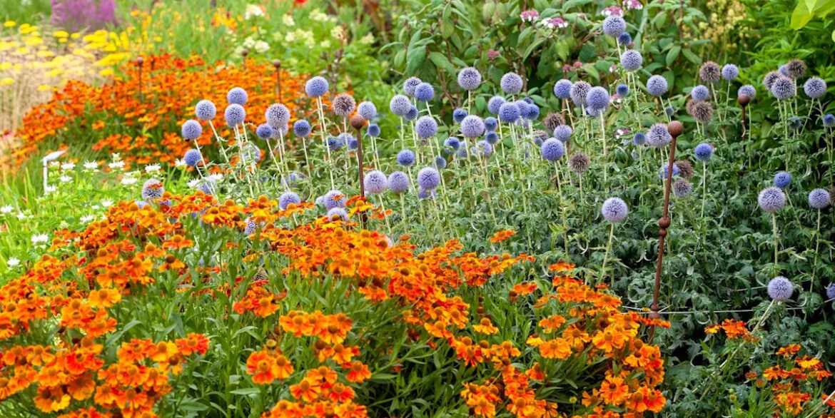 Gardeners, these low-maintenance perennial flowers bloom every season