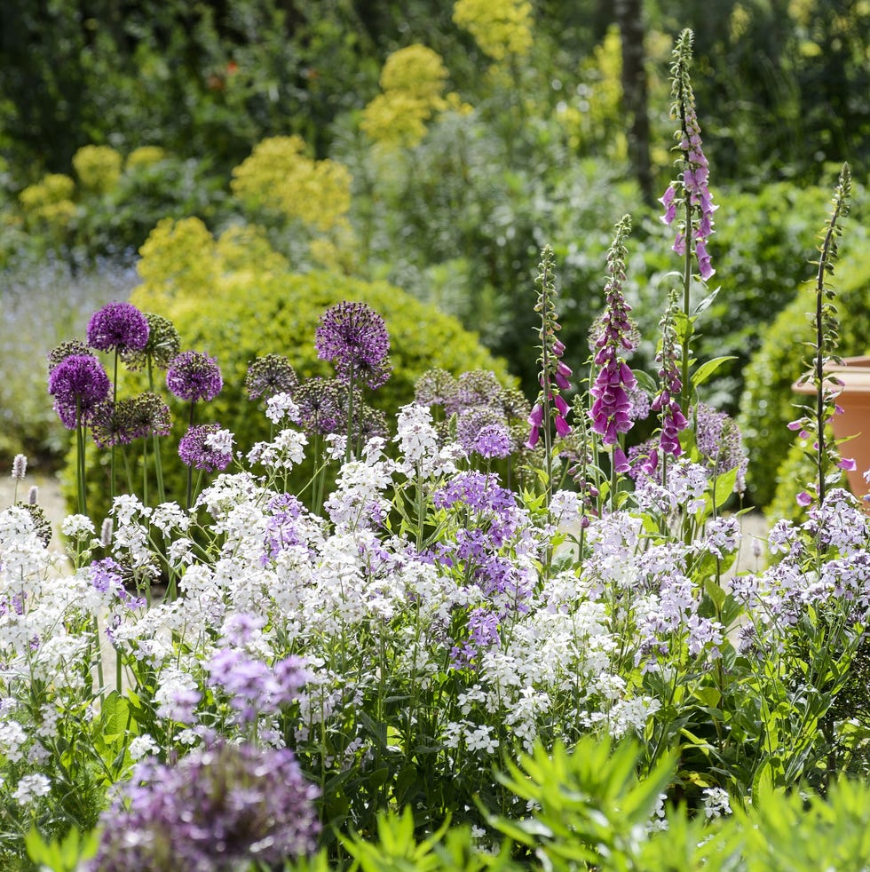 Colorful variety of flowers in a garden setting colorful variety of flowers in a garden setting