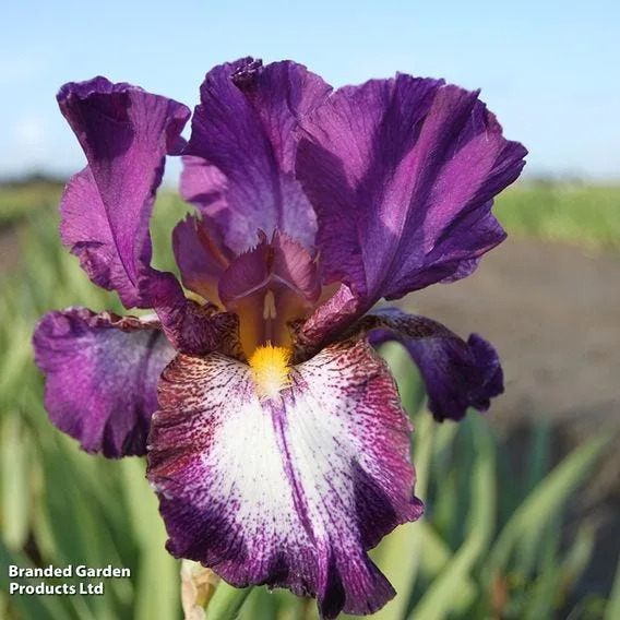 8 plants people regret putting in their gardens