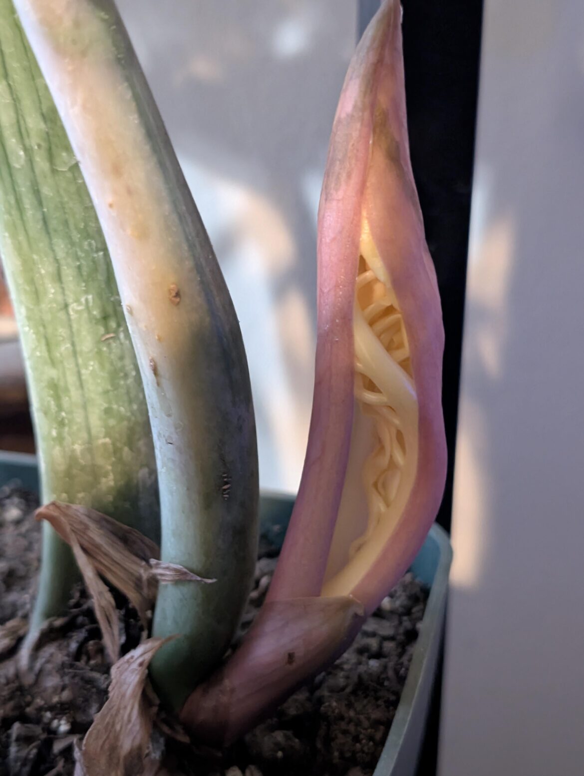 Variegated ZZ is finally putting out a new stalk...
