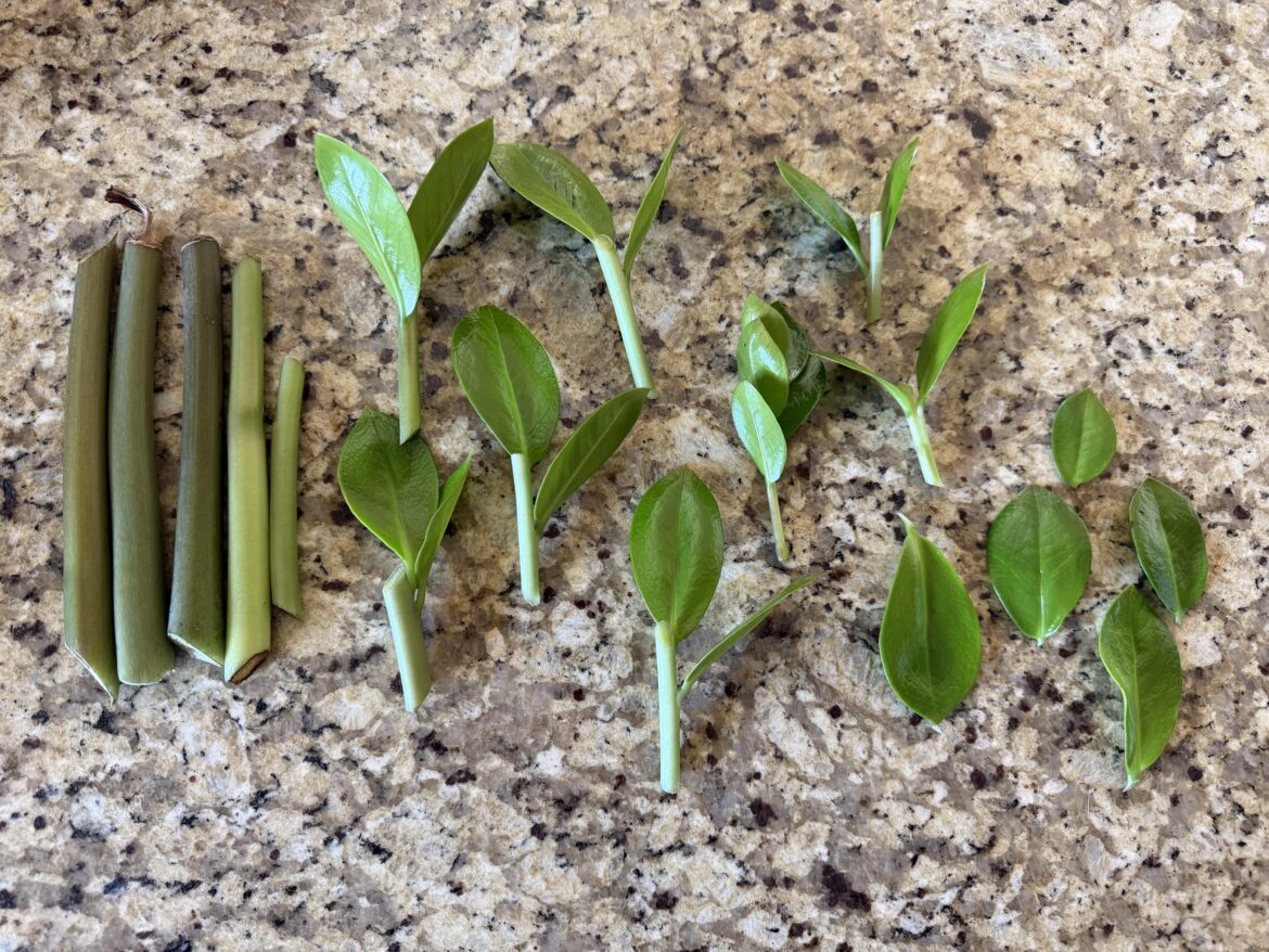 Any ZZ plant tips? Any ZZ plant tips?