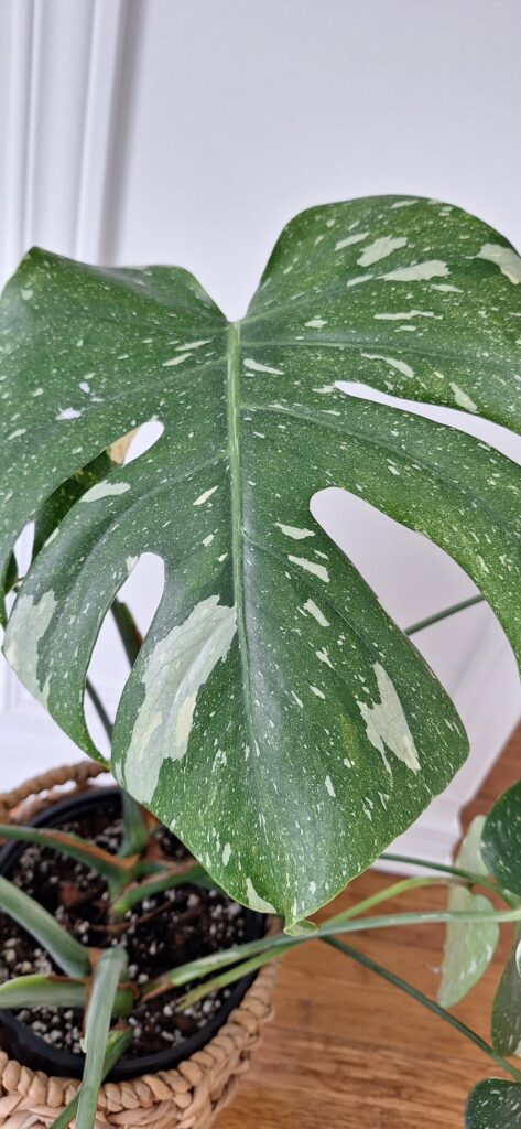 Finally, my leaves are getting bigger.🌱