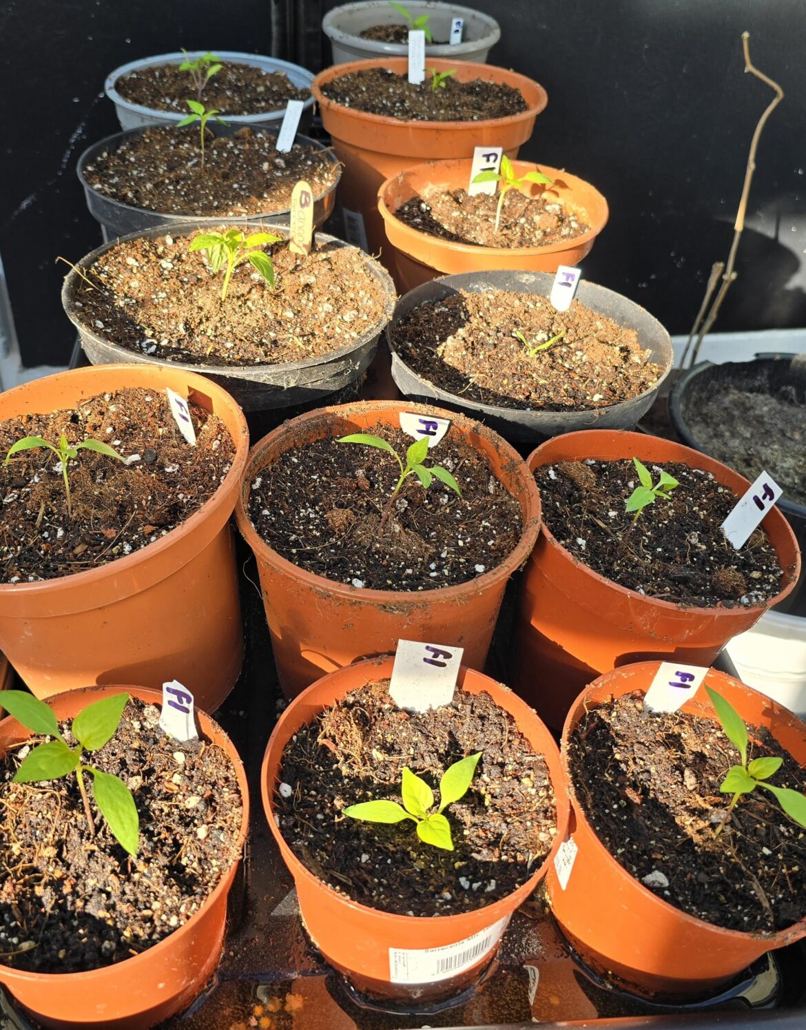 Has anyone grown store bought pepper seeds before, and what was your experience like? Has anyone grown store bought pepper seeds before, and what was your experience like?