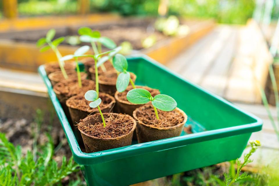Young sprouts of cucumbers in ecological peat cups, ready for planting in the ground in spring